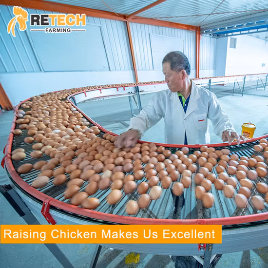 Design Automatic Egg Layer Poultry Farm Battery Chicken House for 10000 Laying Hens